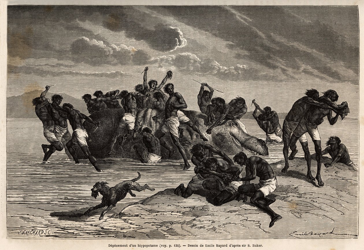 Después de haber tomado su parte y la parte atribuida al líder de la tribu Hamran, la multitud lucha brutalmente por los pedazos restantes. Grabado para ilustrar la exploración de los tributarios abisinios del Nilo, por Sir Samuel W. Baker de Unknown artist