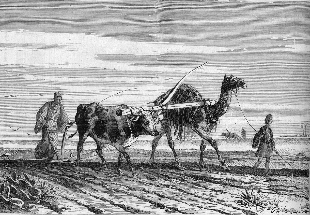 Agricultura en Egipto: un arado tirado por una vaca y un camello. Grabado en “Le Monde Illustré” n°1316 del 17 de junio de 1882. de Unknown artist
