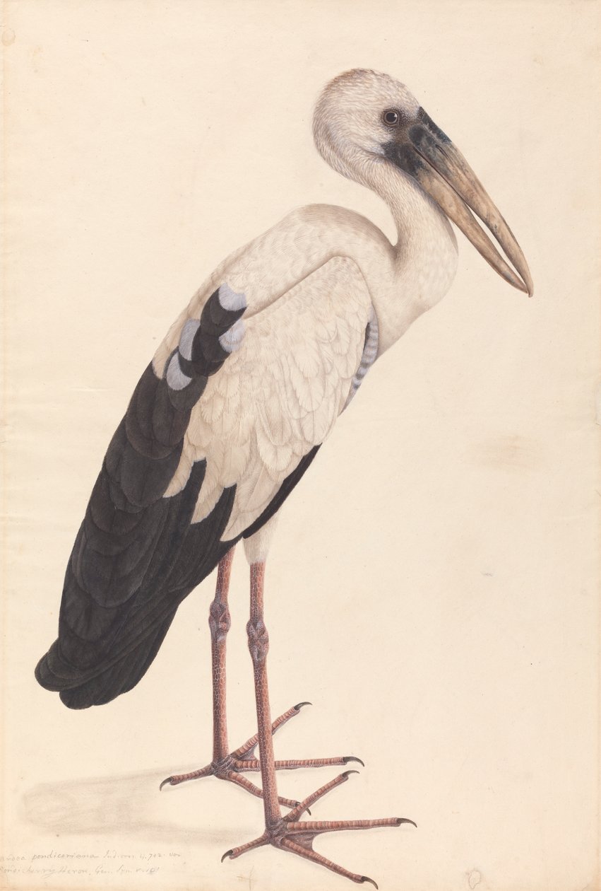 Una cigüeña asiática de pico abierto (Anastomus oscitans) de Unknown artist