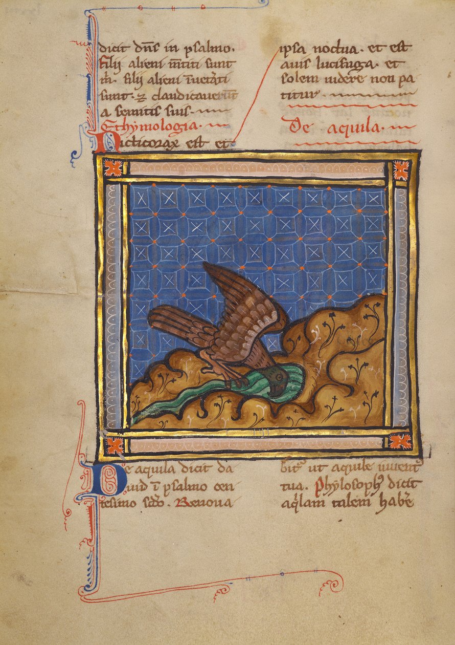Un águila de Unknown artist