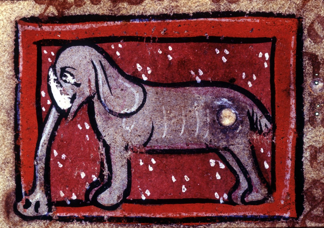 Un elefante - bestiario del siglo XIV. Milán, Biblioteca Trivulziana. de Unknown artist