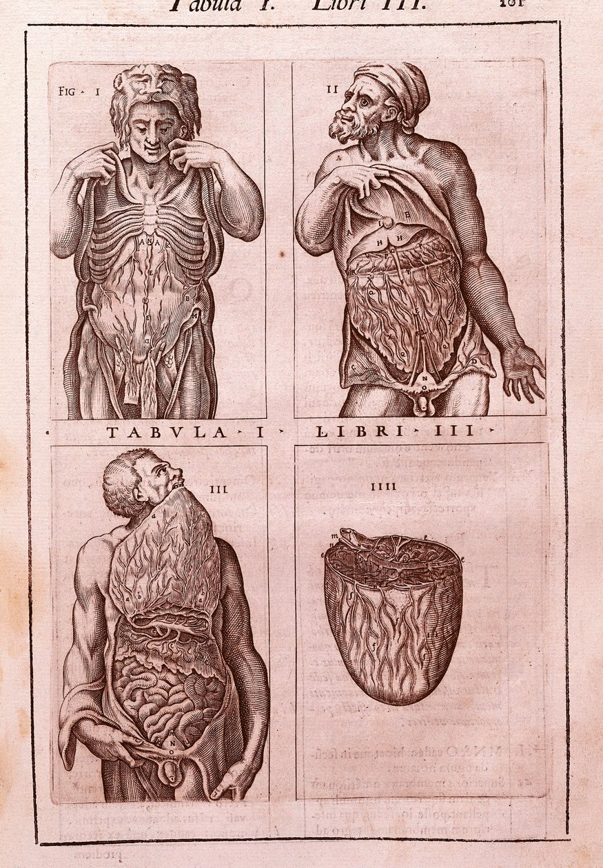 Tabla anatómica que representa: las dimensiones, músculos del abdomen, intestinos y estómago. Grabado en "Anatomia Corporis Humani" de Juan Valverde De Amusco (1525-1588). Tabla I, Libro III. Barcelona. Biblioteca de Catalunya. de Unknown artist