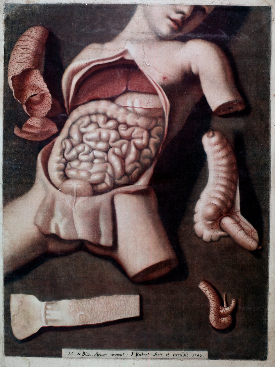 Tabla anatómica que representa el interior del abdomen de un ser humano: intestinos, estómago. 1742. Colección privada de Unknown artist