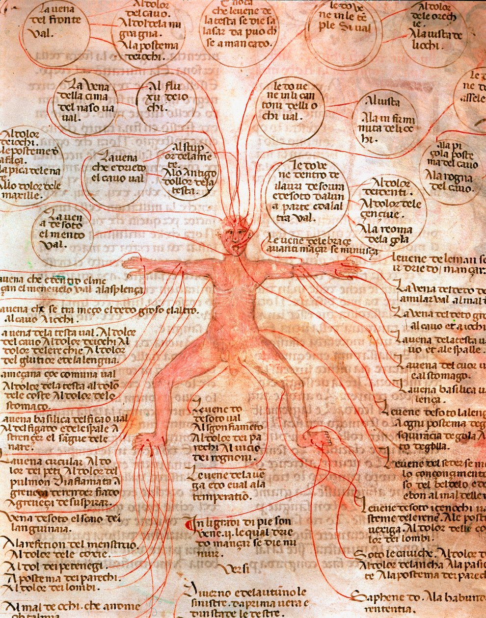 Carta anatómica que ilustra la circulación sanguínea de Unknown artist