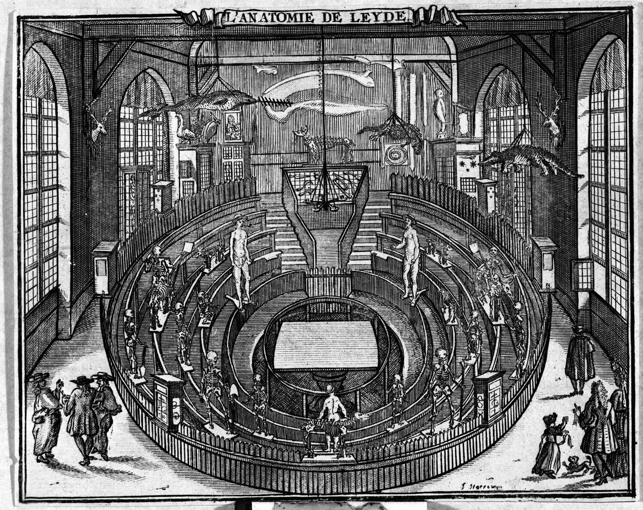Teatro anatómico de la Universidad de Leiden, finales del siglo XVII. de Unknown artist