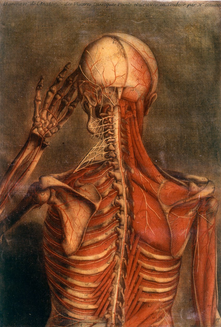 Anatomía del cuerpo humano: corteza vista desde la espalda de Unknown artist