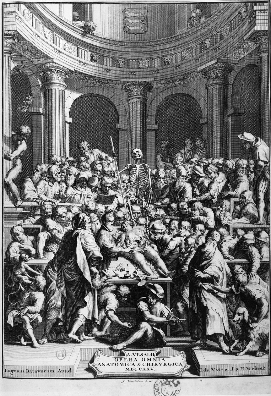 André Vésale (1514-1564), fundador de la anatomía moderna, profesor de anatomía y cirugía (En latín: Andrea Vesalius, en holandés: Andries Van Wesel). de Unknown artist