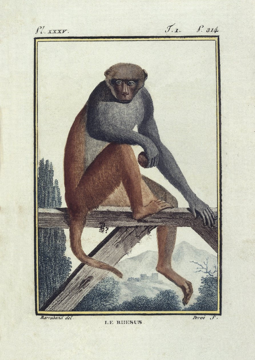 BUFON, Georges-Louis Leclerc, conde de (1707-1788). Los monos rhesus. Ilustración de la "Histoire naturelle, generale et particular". de Unknown artist