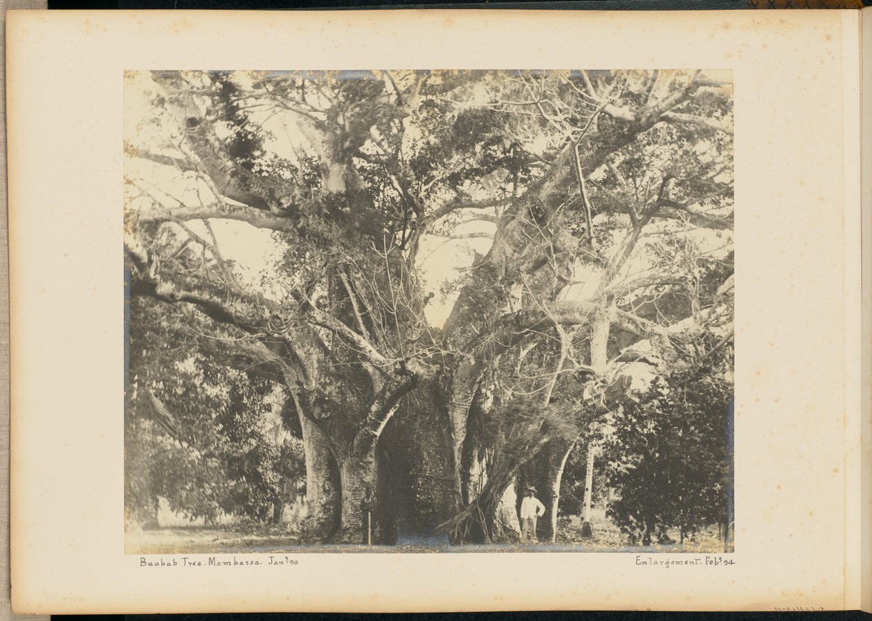 Árbol Baobab. Mombassa. de Unknown artist