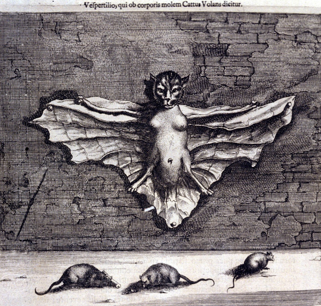 Murciélagos y ratas. "De China Monumenta" de Athanasius Kircher de Unknown artist