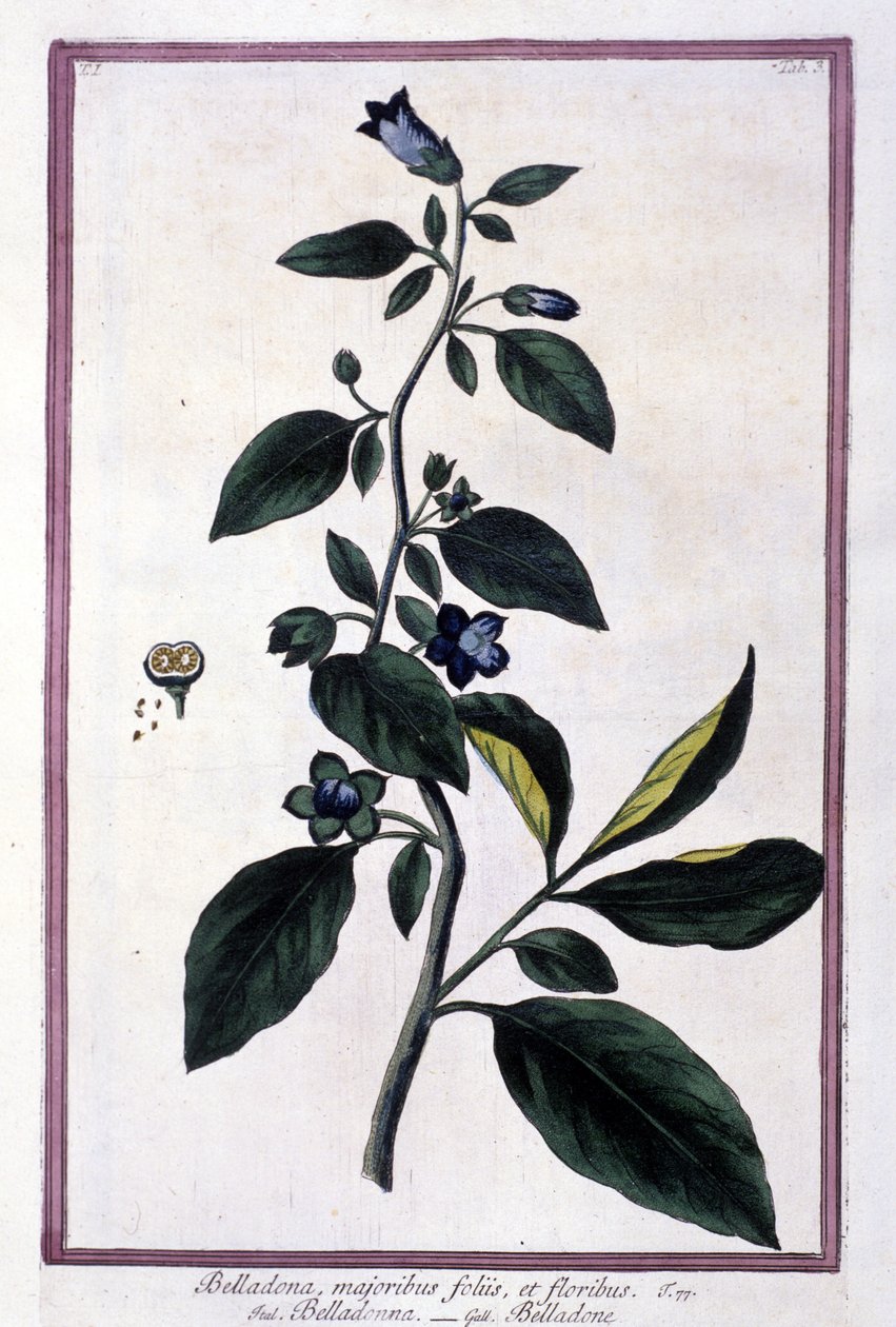Belladona, flores y bayas. Planta venenosa utilizada en medicina. Grabado de un herbario del siglo XIX. de Unknown artist