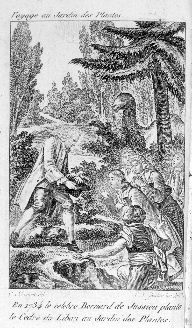 Bernard de Jussieu, botánico francés (1699-1777) planta un cedro del Líbano en el jardín de plantas en París de Unknown artist