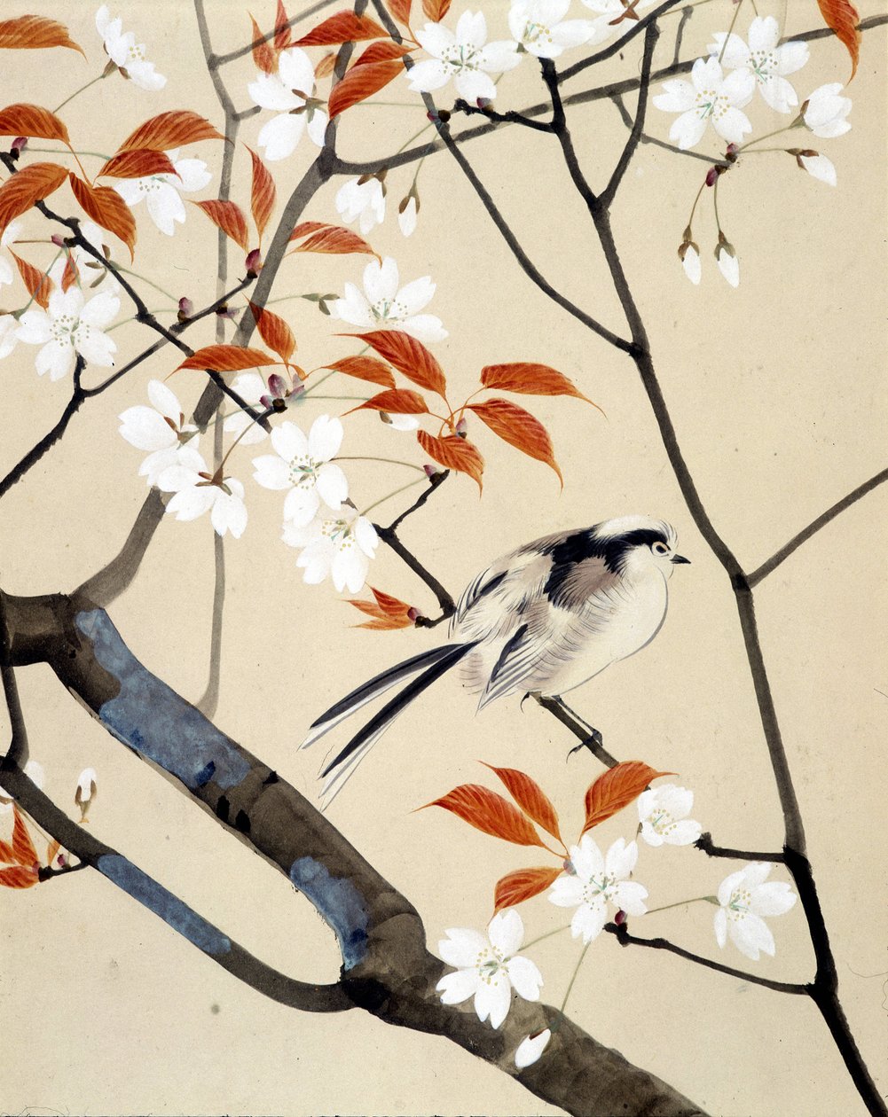 Pájaro y cerezo en flor - Dibujo japonés por Riou Chim, finales del siglo XIX de Unknown artist