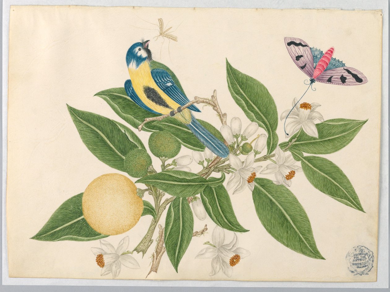 Pájaro en una Rama de Naranja, con Mariposa de Unknown artist