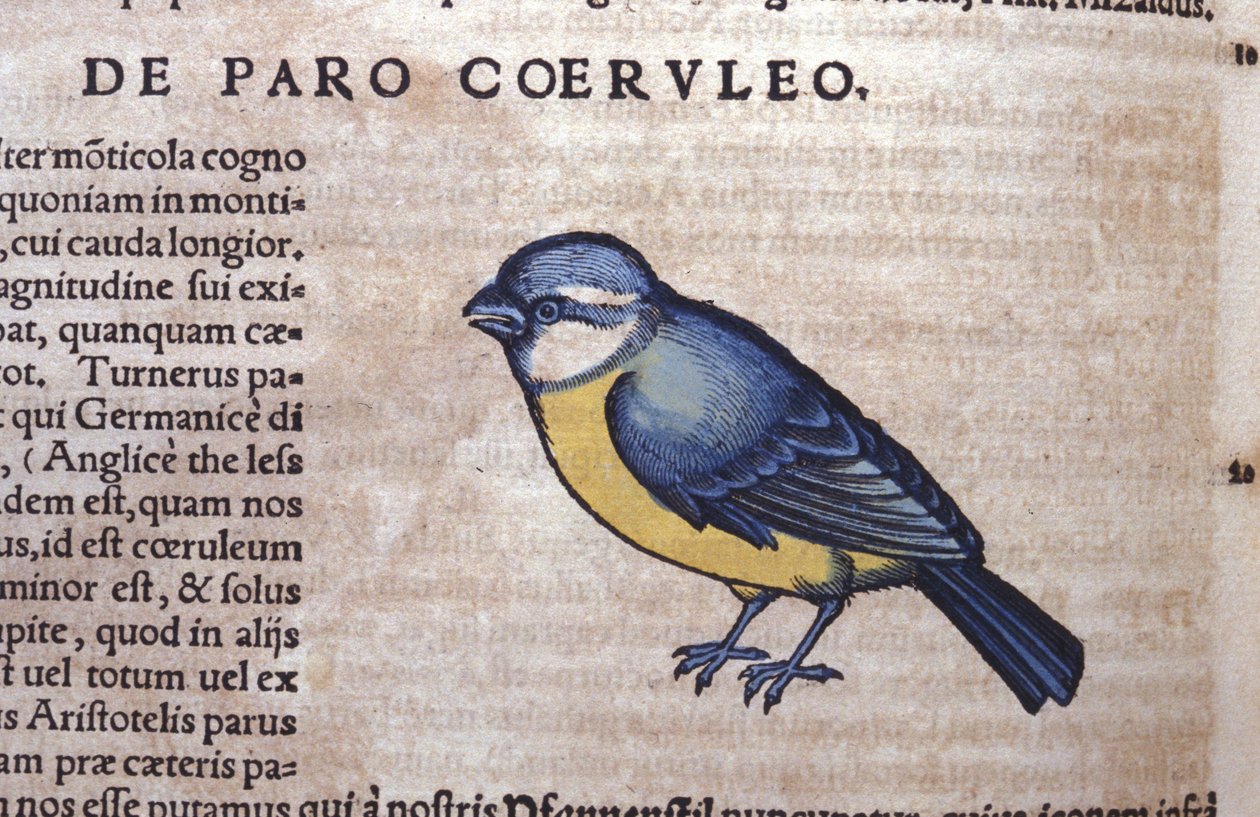 El paseriforme azul en Historia Animalium por Conrad Gesner (1516 - 1565), Tiguri de Unknown artist