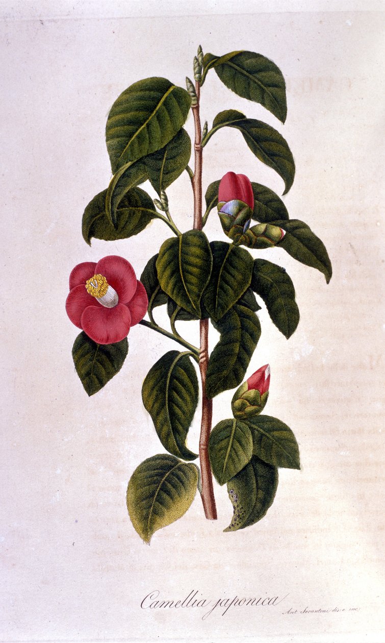 Lámina botánica: Camelia de Japón. Grabado del siglo XIX de Unknown artist