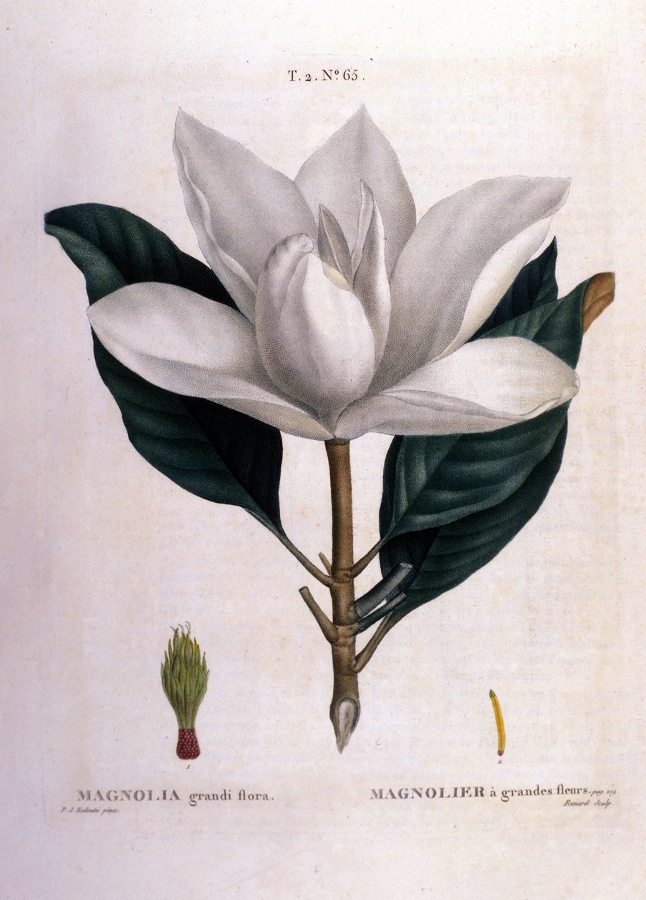 Lámina botánica: Magnolia de Unknown artist