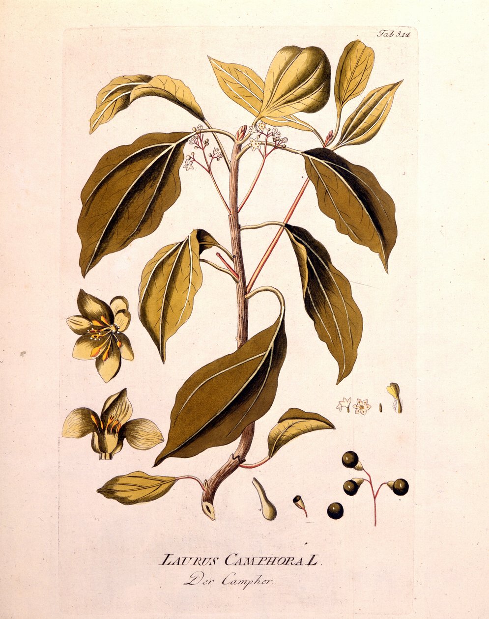 Tablero botánico: alcanfor (Laurus Camphora). Grabado en “Icons Plantarum medicinalium” de Joseph Jacob von Plenck, médico y botánico austríaco (1738-1807), Viena 1791. de Unknown artist