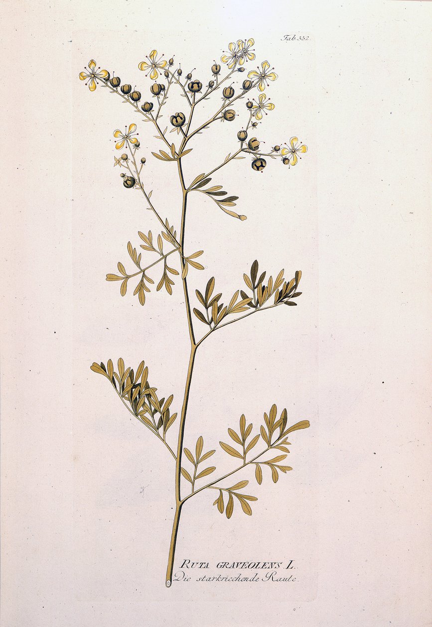 Lámina botánica: ruda oficinal (Ruta graveolens). En 