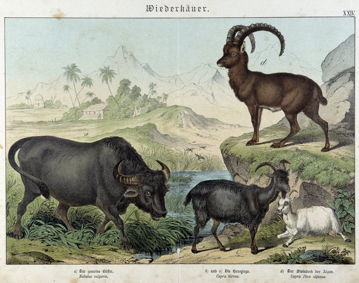 Búfalo, cabra, cabra y íbice - en "Natural histories of mammals", ed. Schreiber de Unknown artist