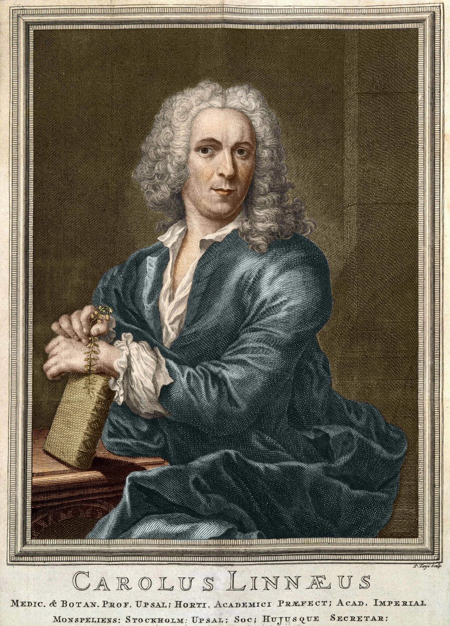 Carl Von Linné, naturalista y escritor sueco (1707 - 1778) de Unknown artist