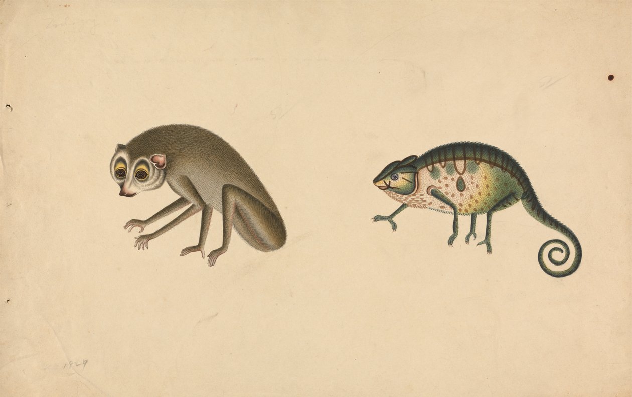 Camaleón y mamífero de Unknown artist