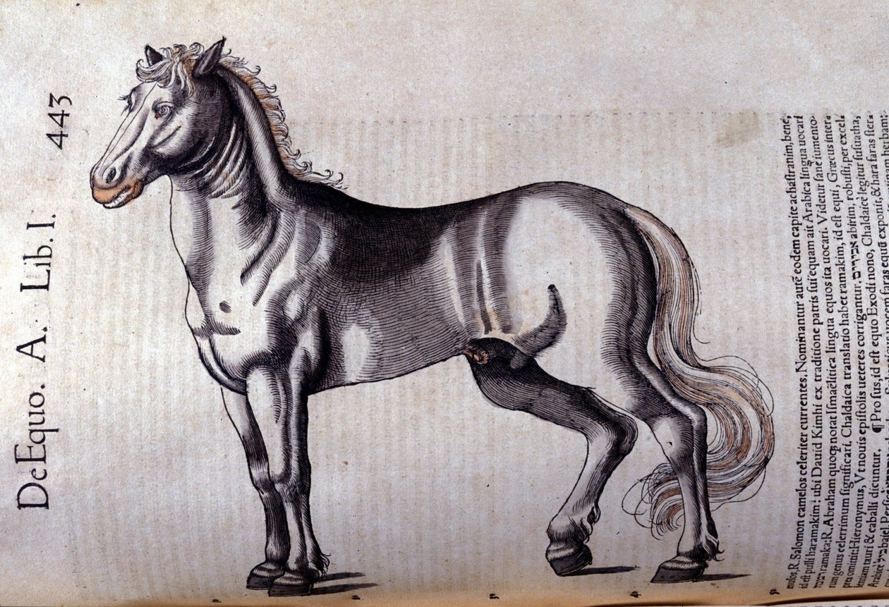 Caballo en Historia Animalium de Conrad Gesner (1516 - 1565), Tiguri de Unknown artist