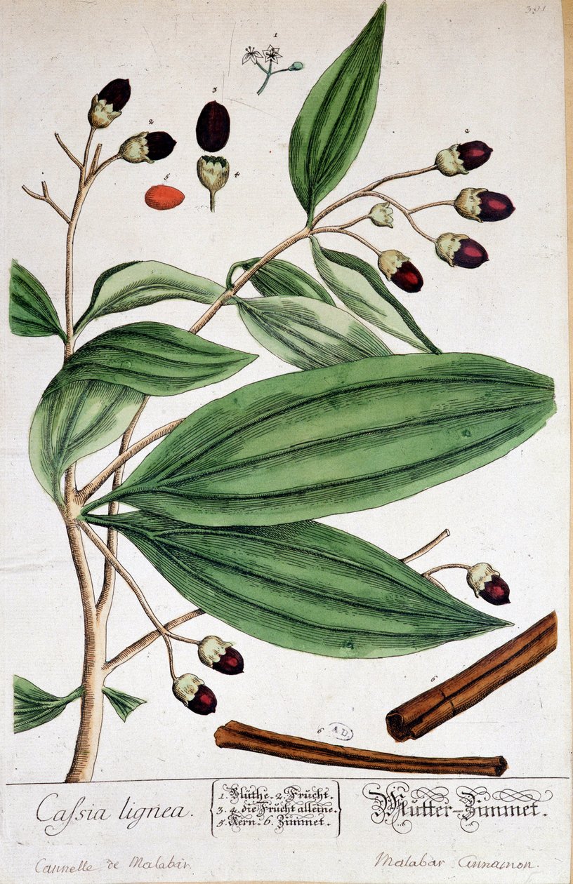 Canela de Malabar (India) - lámina botánica de Unknown artist