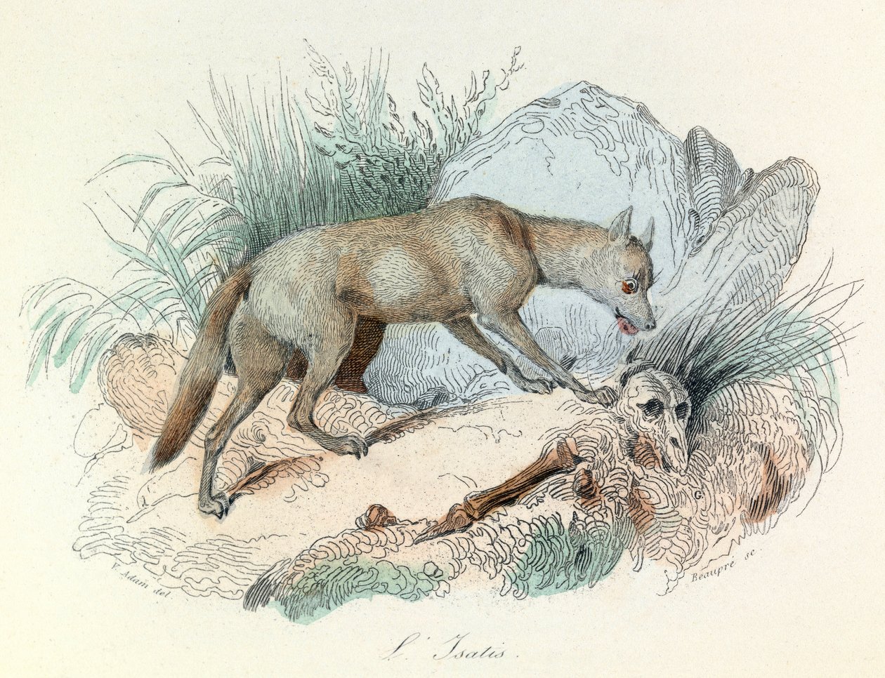 "Completes de Buffon" con la nomenclatura de Linneene y la clasificación de Cuvier: Les animaux: Le fox arctic (grabado) de Unknown artist