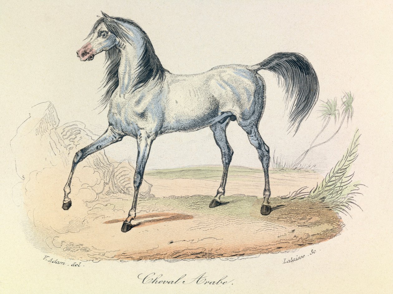 "Completes de Buffon" con la nomenclatura de Linneene y la clasificación de Cuvier: Les animaux: Cheval Arabe (grabado) de Unknown artist