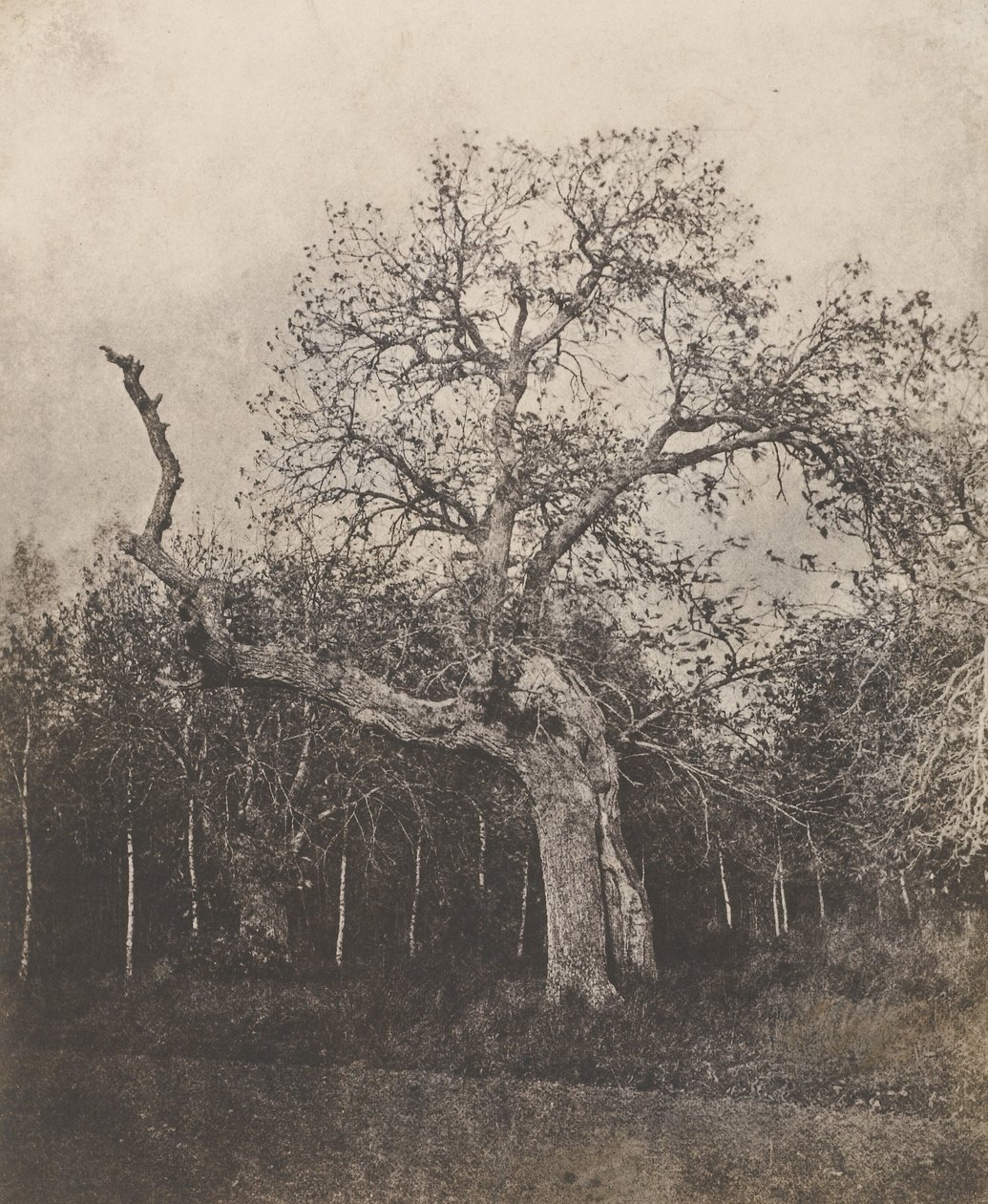 [Árbol torcido de hojas escasas] de Unknown artist