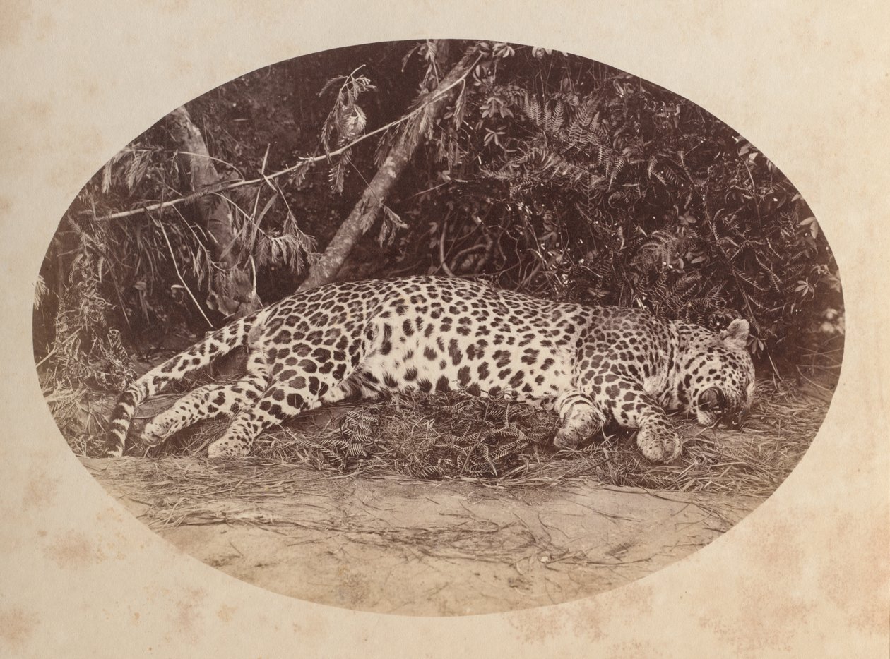 leopardo muerto de Unknown artist