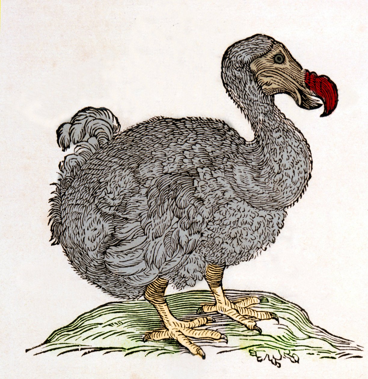 Dodo o Dronte. Ave desaparecida - en “De Indiae utriusque re naturali et medica” de Gulielmi Pisonis, Ámsterdam de Unknown artist