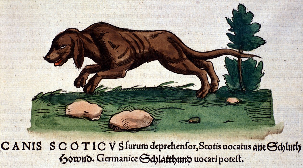 Perro de Historia Animalium por Conrad Gesner, Tiguri 1560. Biblioteca Nacional Braidense. Milán de Unknown artist