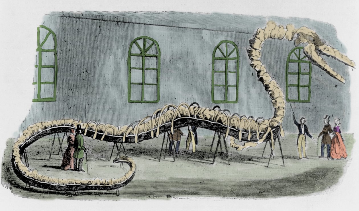 La falsa serpiente marina del Dr. Albert C. Koch. El esqueleto fue montado con huesos de varios animales. La serpiente fue nombrada “Hydrarcus Silimanni”. Fue exhibida en Nueva York con gran éxito en 1845. Cuando se descubrió el fraude, Koch huyó y regresó de Unknown artist