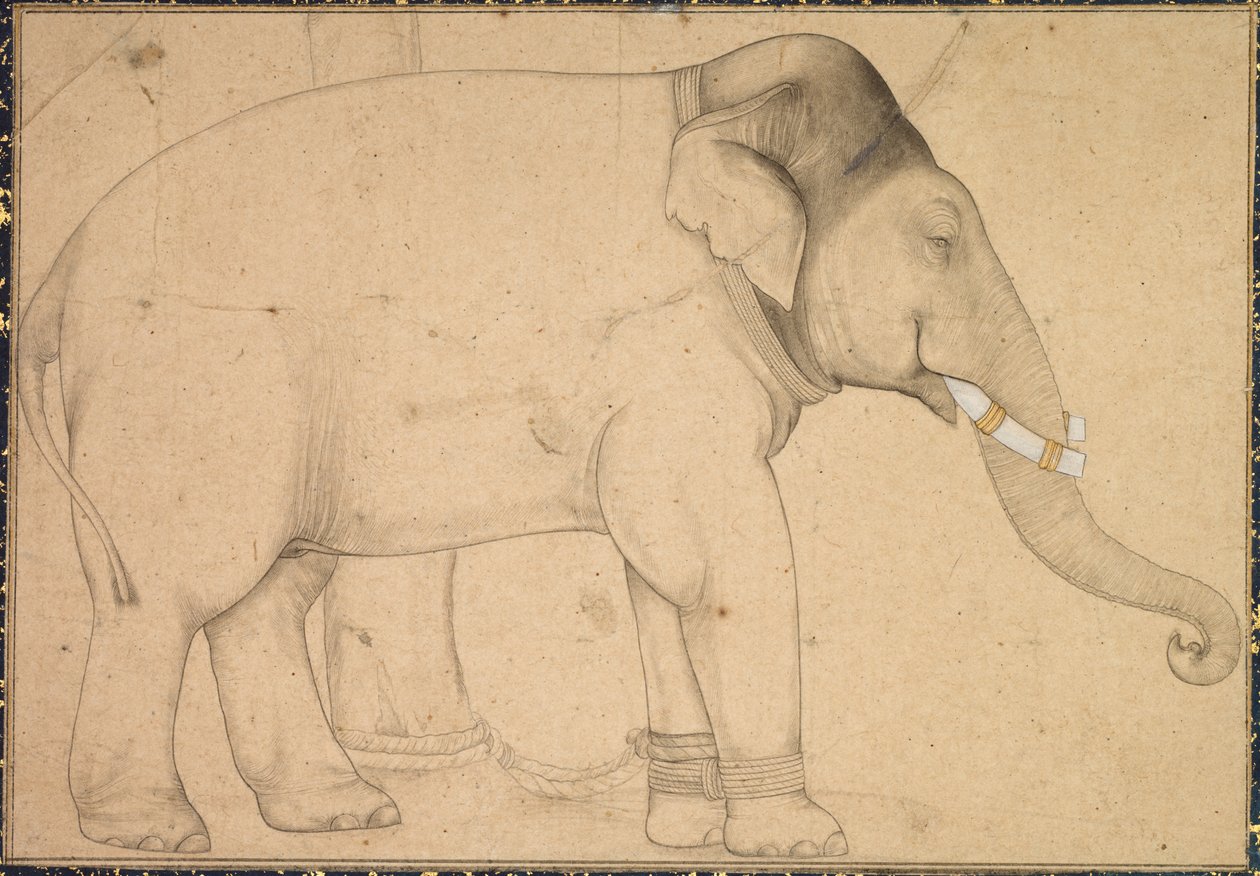 Drawing of an Elephant de Unknown artist