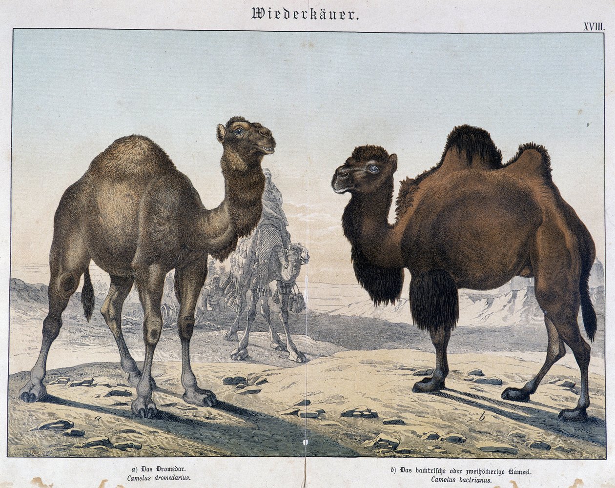 Dromedario y camello - en “Historias naturales de mamíferos”, ed. Schreiber, Múnich de Unknown artist
