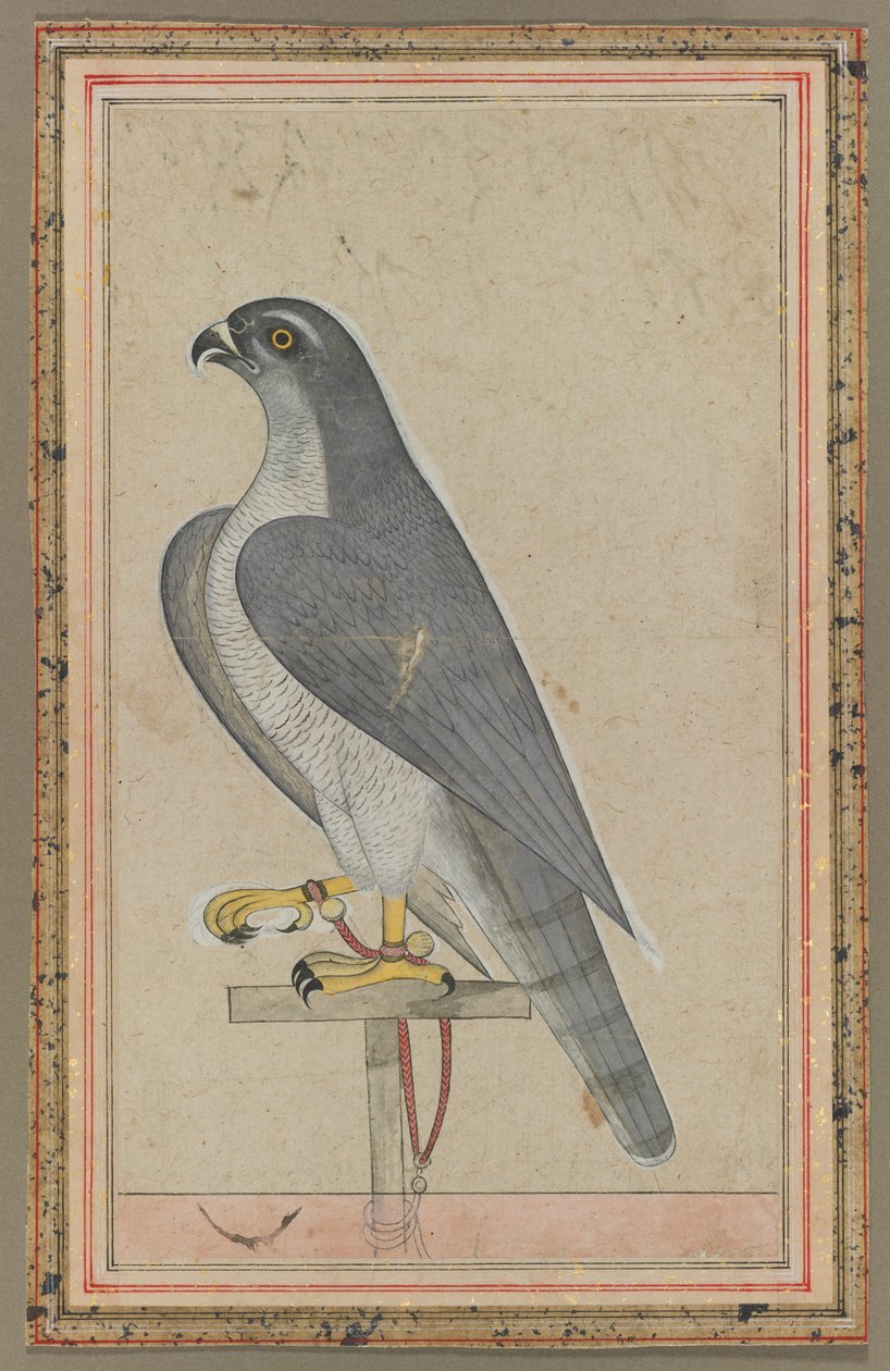 Falcon de Unknown artist
