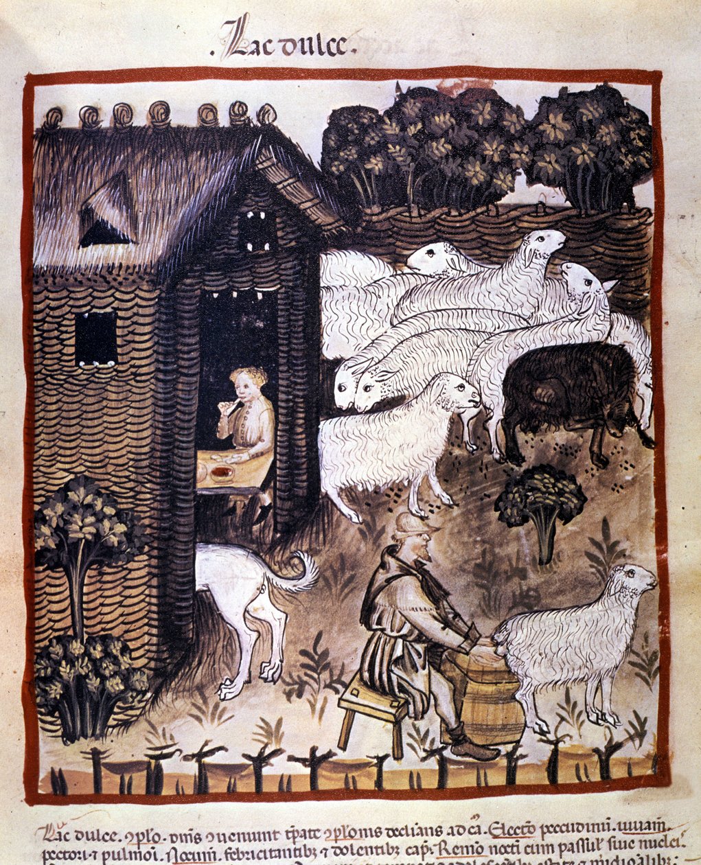 Trabajo agrícola: ordeño de ovejas para producir leche y queso. Iluminación del libro de medicina y dietética “Tacuinum sanitatis” de Unknown artist