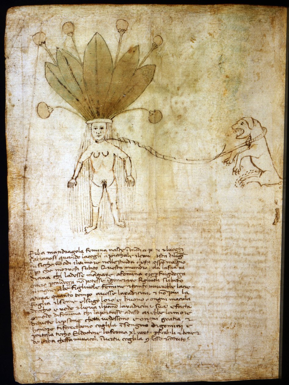 Mandrágora femenina, extraída de una hierba del siglo XIV de Unknown artist