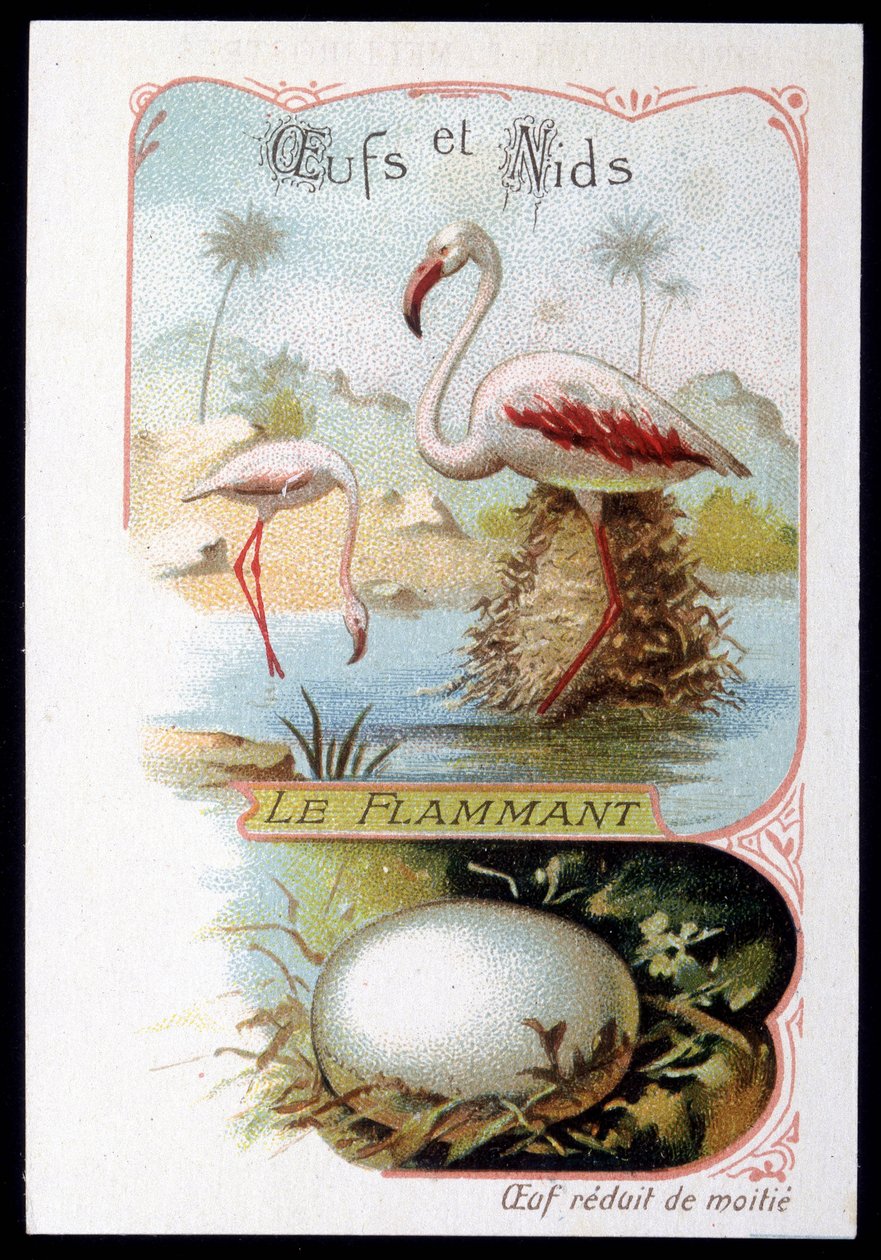 Flamenco - Huevos y Nidos. Cromolitografía del siglo XIX de Unknown artist