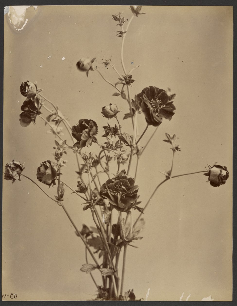 [Estudio floral] de Unknown artist