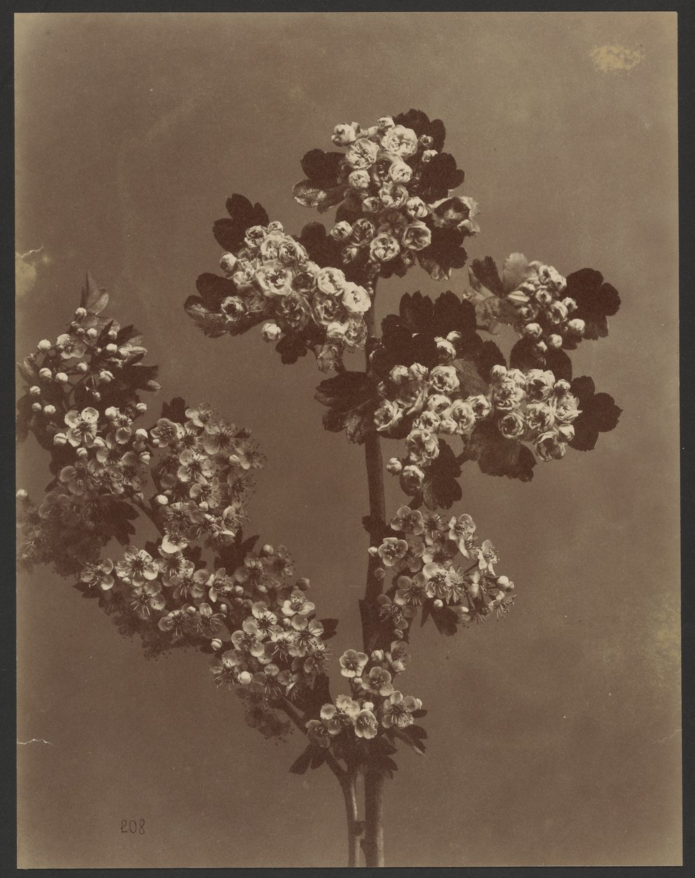 [Estudio floral con varios ramos de flores] de Unknown artist
