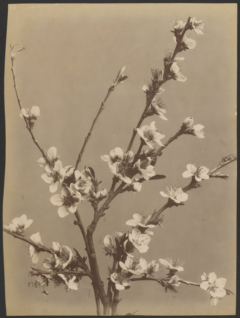[Estudio floral con pequeñas flores blancas] de Unknown artist