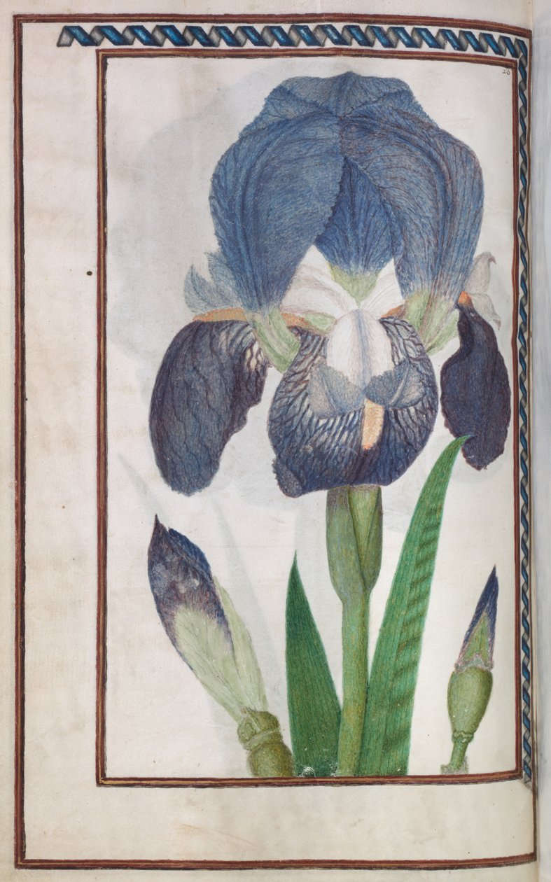 Florilegio: (página 14 verso) iris azul y blanco de Unknown artist