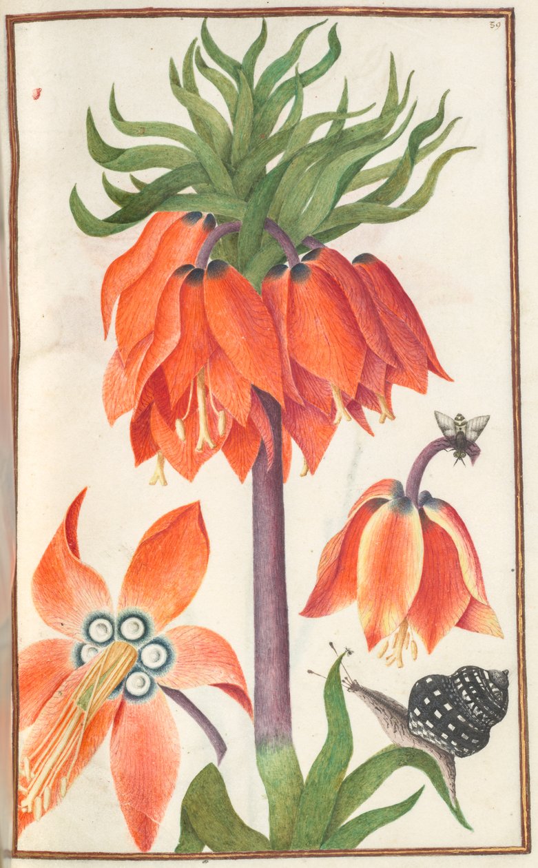 Florilegio: (página 19 recto) fritillaria imperialis naranja (corona imperial) de Unknown artist