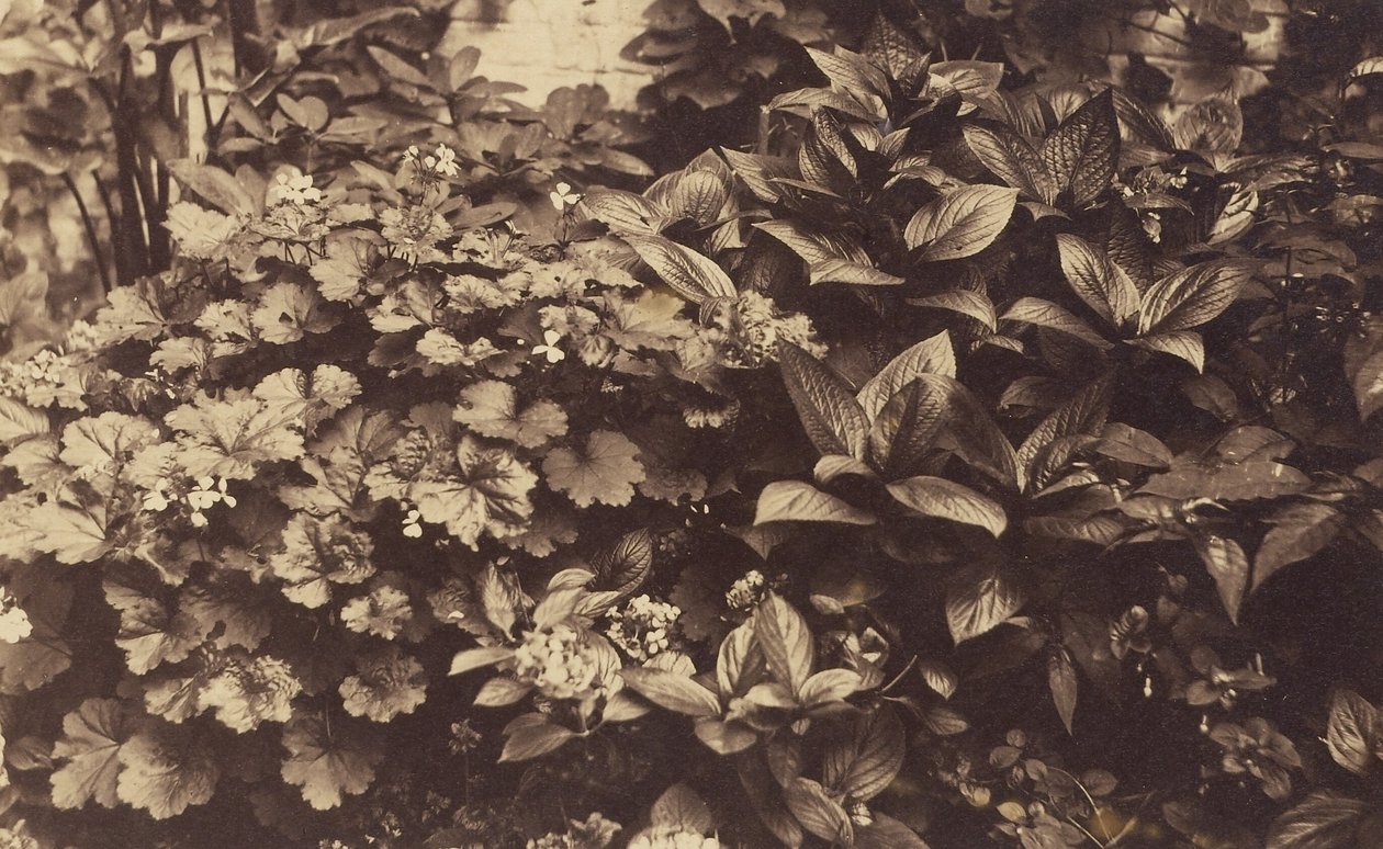 [Flores y hojas] de Unknown artist