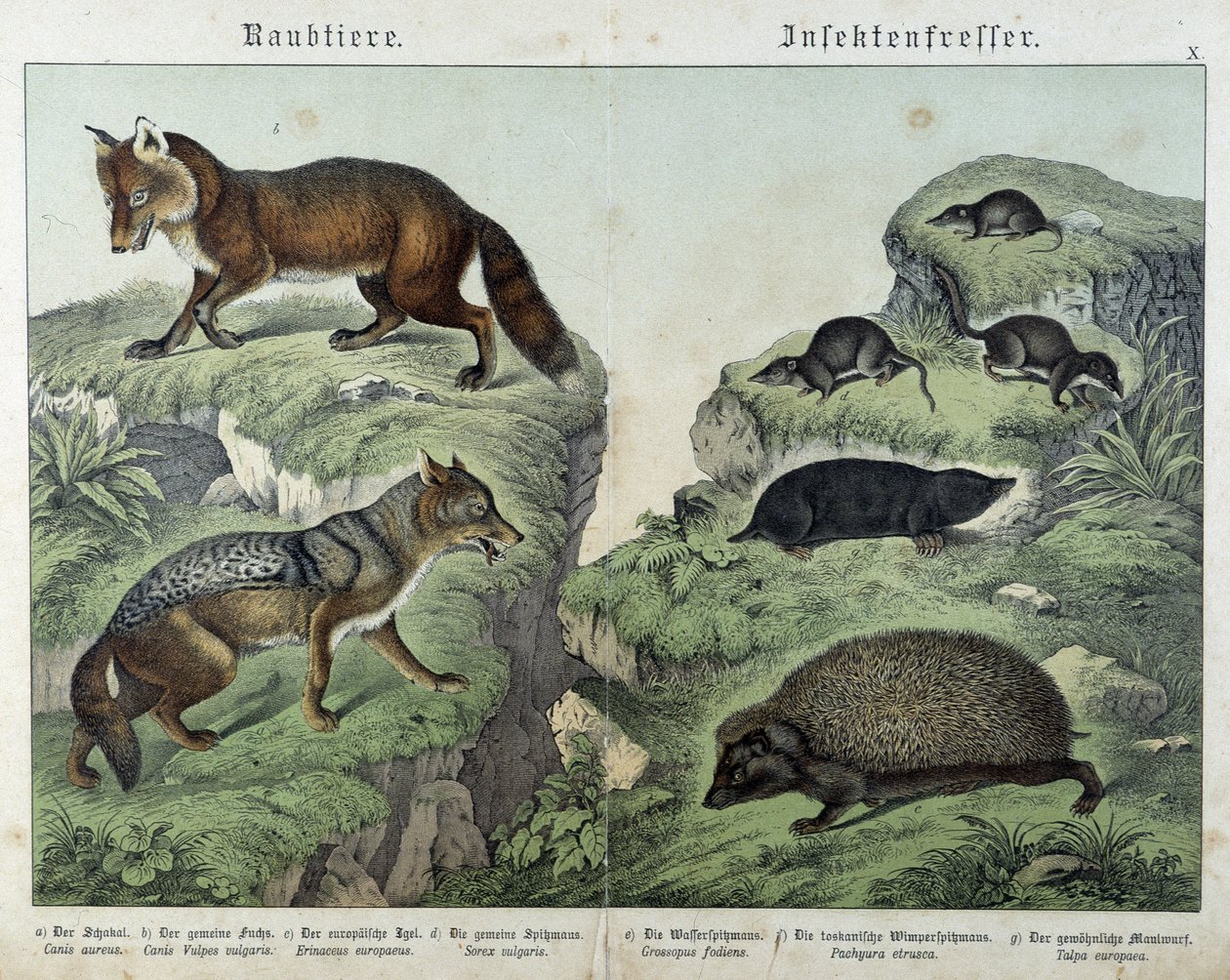 Zorro, zorro plateado, musarañas, topo y erizo - en "Natural Histories of Mammals", ed. Schreiber de Unknown artist