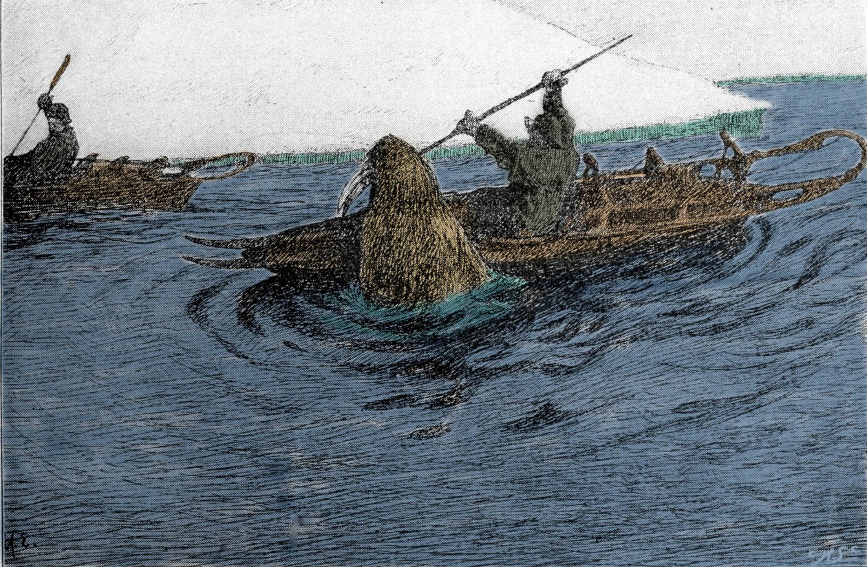 Fridtjof Nansen (1861-1930), explorador noruego, atacado por una morsa durante la expedición al Polo Norte en 1896. Lleva la Schlitte en el kayak. Grabado del siglo XIX. de Unknown artist