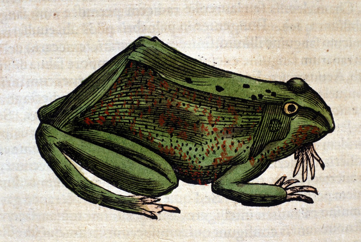 Rana de la Historia Animalium de Conrad Gesner, Tiguri 1560. Biblioteca Nacional Braidense. Milán de Unknown artist